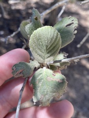 Cercocarpus traskiae