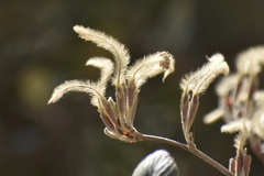 Cercocarpus traskiae