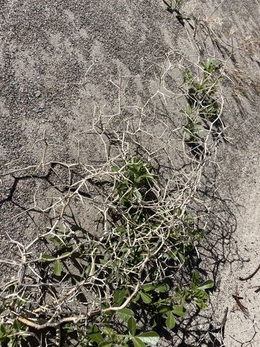 Image of Psorodendron kingii by (c) Matt Berger, some rights reserved (CC BY)
