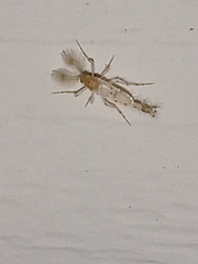 Chaoborus punctipennis