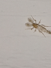 Chaoborus punctipennis