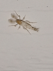 Chaoborus punctipennis