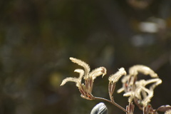 Cercocarpus traskiae