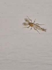 Chaoborus punctipennis