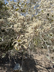 Cercocarpus traskiae