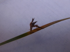 Juncus arcticus littoralis