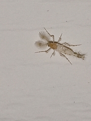 Chaoborus punctipennis