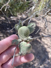 Cercocarpus traskiae