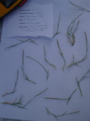 Muhlenbergia richardsonis