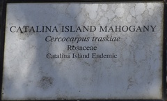 Cercocarpus traskiae