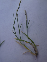 Muhlenbergia richardsonis