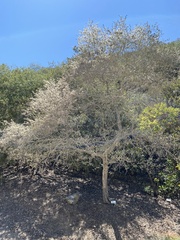 Cercocarpus traskiae