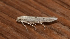 Haplochrois bipunctella