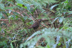 Schoeniparus brunneus