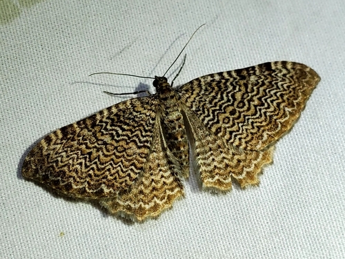 Cherry Scallop Shell Moth photo 4