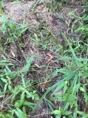 Cyperus refractus