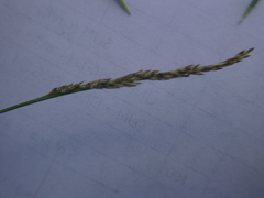 Muhlenbergia richardsonis