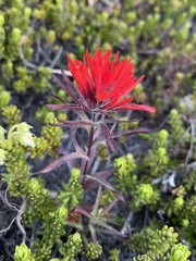 Castilleja rupicola
