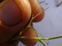 Muhlenbergia richardsonis