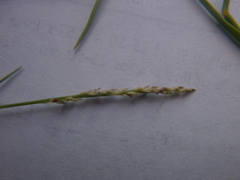 Muhlenbergia richardsonis