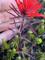 Castilleja rupicola
