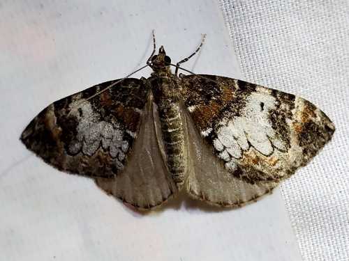 Marbled Carpet Moth photo 4