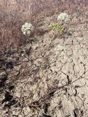 Perideridia bolanderi