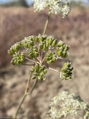 Perideridia bolanderi