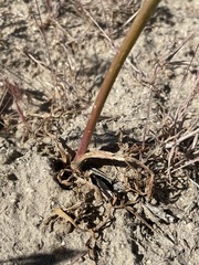 Perideridia bolanderi