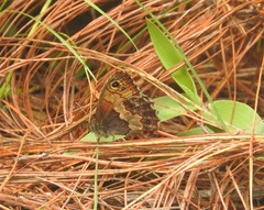 Paramacera xicaque xicaque