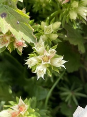 Rhodiola dumulosa