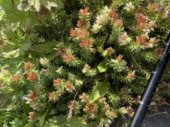 Rhodiola dumulosa