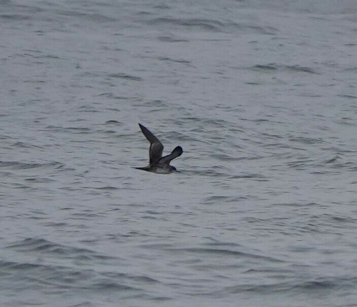 Wedge-tailed Shearwater From Sitka, Ak, Usa On July 23, 2022 At 10:49 