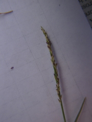 Muhlenbergia richardsonis