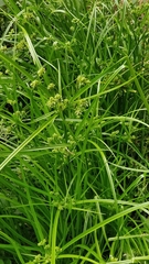 Cyperus eragrostis image