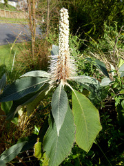 Leucosceptrum canum