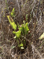 Sanicula maritima
