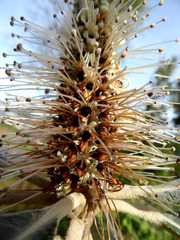 Leucosceptrum canum