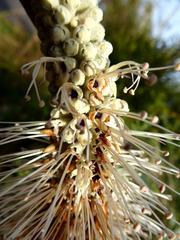 Leucosceptrum canum