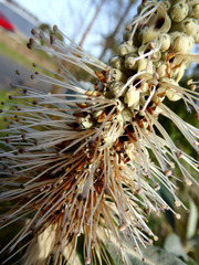 Leucosceptrum canum