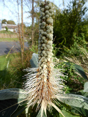 Leucosceptrum canum