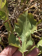 Sanicula maritima