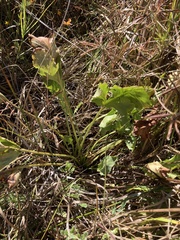 Sanicula maritima