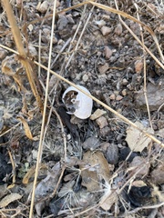 Helminthoglypta sonoma
