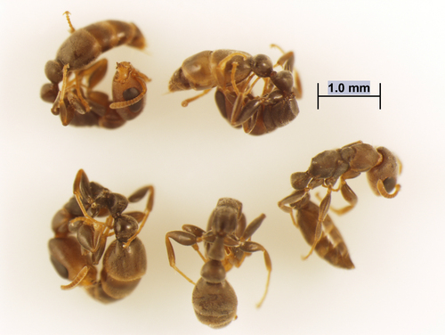 Mangrove Twig Ant photo 3