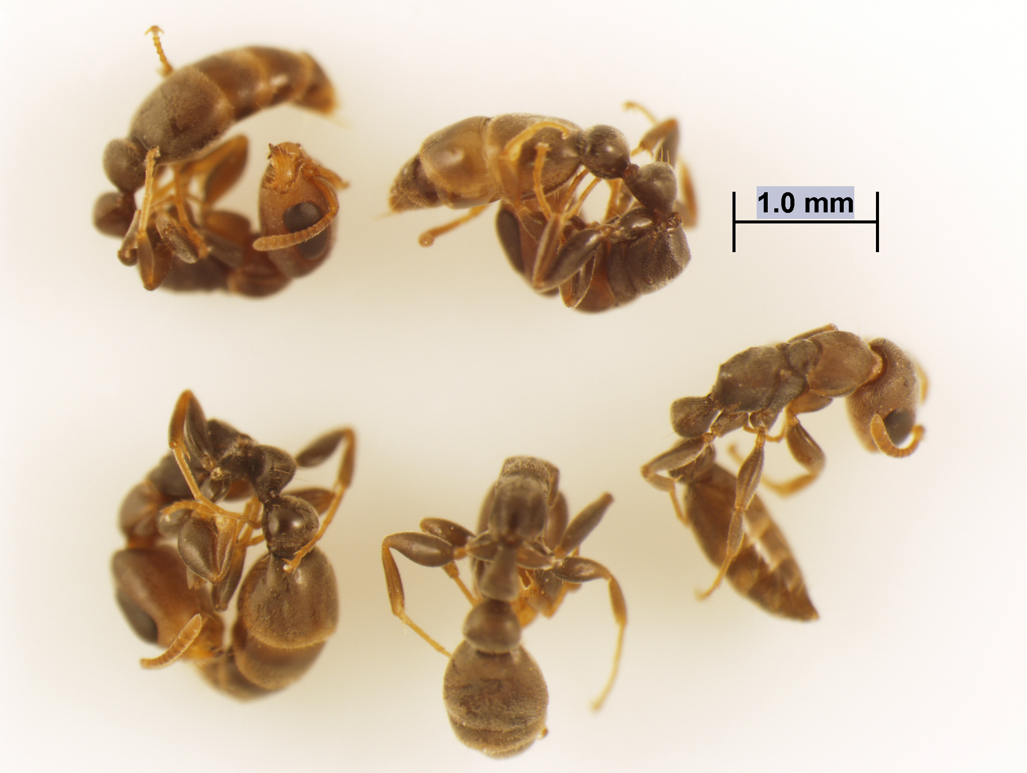 Pseudomyrmex elongatus