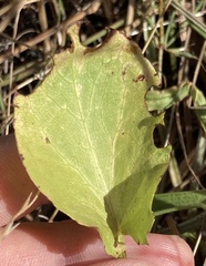 Sanicula maritima