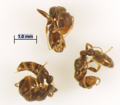 Pseudomyrmex elongatus