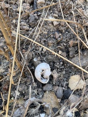 Helminthoglypta sonoma