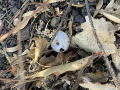 Helminthoglypta sonoma